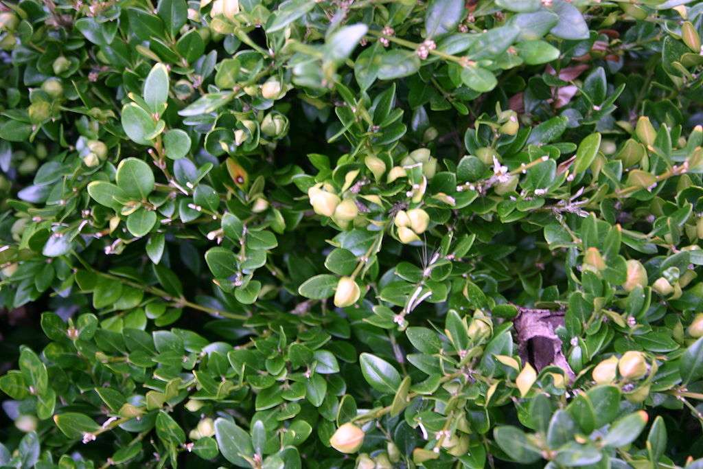 What's Wrong with My Boxwood? 4 Reasons & Potential Solutions